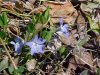 Periwinkle; Myrtle (Vinca Minor)
