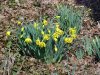 Wild Daffodil (Narcissus pseudonarcissus)