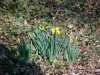 Wild Daffodil (Narcissus pseudonarcissus)