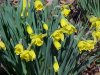 Wild Daffodil (Narcissus pseudonarcissus)
