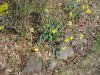 Wild Daffodil (Narcissus pseudonarcissus)