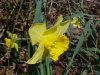Wild Daffodil (Narcissus pseudonarcissus)