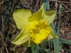 Wild Daffodil (Narcissus pseudonarcissus)