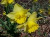 Wild Daffodil (Narcissus pseudonarcissus)