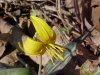 Trout Lily; Dogtooth Violet (Erythronium americanum)