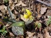 Trout Lily; Dogtooth Violet (Erythronium americanum)