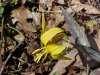 Trout Lily; Dogtooth Violet (Erythronium americanum)