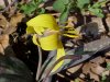 Trout Lily; Dogtooth Violet (Erythronium americanum)