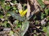 Trout Lily; Dogtooth Violet (Erythronium americanum)