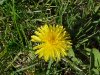 Common Dandelion (Taraxacum officinale)