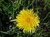 Common Dandelion (Taraxacum officinale)