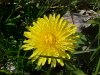 Common Dandelion (Taraxacum officinale)