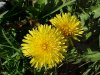 Common Dandelion (Taraxacum officinale)