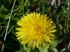Common Dandelion (Taraxacum officinale)