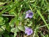 Ground Ivy; Gill-over-the-ground;  Creeping Charlie (Glechoma  hederacea)