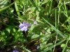 Ground Ivy; Gill-over-the-ground;  Creeping Charlie (Glechoma  hederacea)