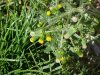 Wild Lettuce (Lactuca canadensis)