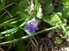 Ground Ivy; Gill-over-the-ground;  Creeping Charlie (Glechoma  hederacea)