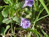 Ground Ivy; Gill-over-the-ground;  Creeping Charlie (Glechoma  hederacea)
