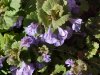 Ground Ivy; Gill-over-the-ground;  Creeping Charlie (Glechoma  hederacea)