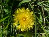 Common Dandelion (Taraxacum officinale)