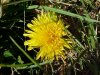 Common Dandelion (Taraxacum officinale)