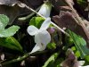 Field Pansy (Viola kitaibeliana)