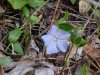 Periwinkle; Myrtle (Vinca Minor)