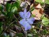 Periwinkle; Myrtle (Vinca Minor)