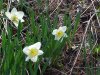 Wild Daffodil (Narcissus pseudonarcissus)