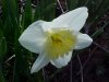 Wild Daffodil (Narcissus pseudonarcissus)