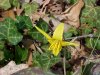 Trout Lily; Dogtooth Violet (Erythronium americanum)