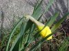 Budding Wild Daffodil (Narcissus pseudonarcissus)