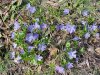 Periwinkle; Myrtle (Vinca Minor)