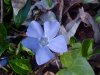 Periwinkle; Myrtle (Vinca Minor)