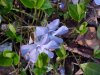Periwinkle; Myrtle (Vinca Minor)