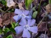 Periwinkle; Myrtle (Vinca Minor)