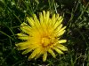 Common Dandelion (Taraxacum officinale)
