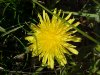 Common Dandelion (Taraxacum officinale)