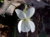 Field Pansy (Viola kitaibeliana) or Sweet White Violet (Viola blanda)