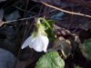 Field Pansy (Viola kitaibeliana) or Sweet White Violet (Viola blanda)