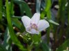 Spring Beauty (Claytonia virginica)