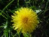 Common Dandelion (Taraxacum officinale)