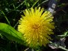 Common Dandelion (Taraxacum officinale)
