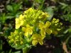 Common Wintercress (Barbarea vulgaris)