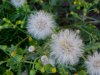 Wild Lettuce seedheads (Lactuca canadensis)