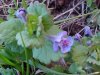 Ground Ivy; Gill-over-the-ground;  Creeping Charlie (Glechoma  hederacea)