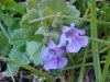 Ground Ivy; Gill-over-the-ground;  Creeping Charlie (Glechoma  hederacea)