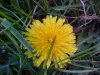 Common Dandelion (Taraxacum officinale)