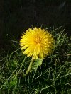 Common Dandelion (Taraxacum officinale)